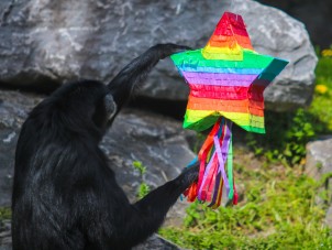 LGBTQ+ Family Day of Visibility