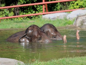 Yoga with the Elephants