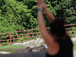 Yoga with the Elephants