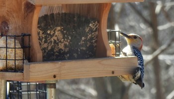 red bellied woodpecker by Betsy Waterman v2