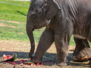 Asian Elephant Extravaganza